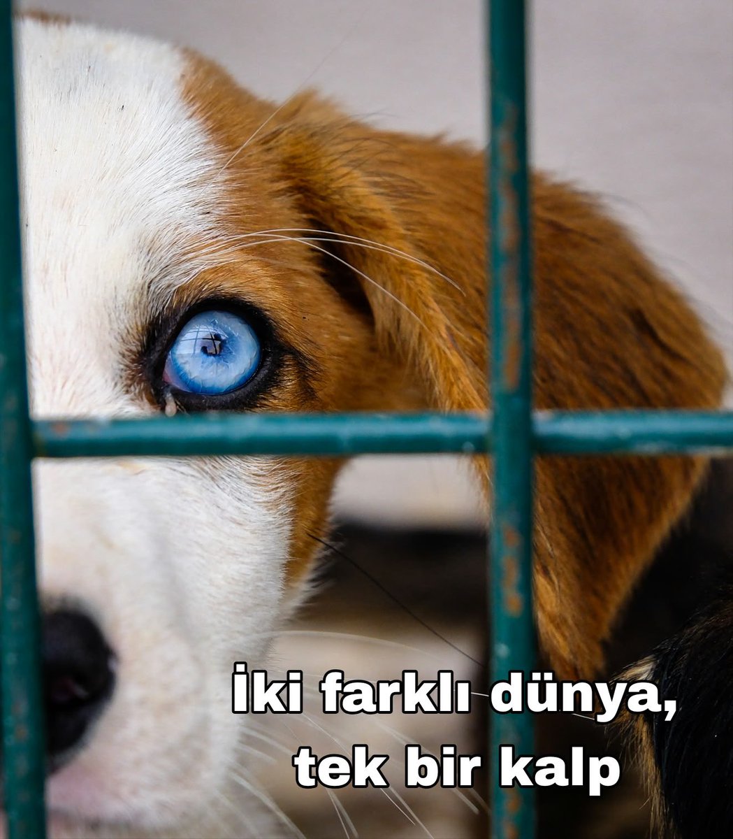 serdivanbld's tweet photo. Bazı misafirlerimiz var ki, güzellikleriyle hikayelerini kendileri anlatır... 

Tıpkı bir gözü geceyi, diğeri gökyüzünü andıran bu eşsiz dostumuz gibi. 🌌☁️

#4EkimHayvanlarıKorumaGünü https://t.co/5pfa19ivOA