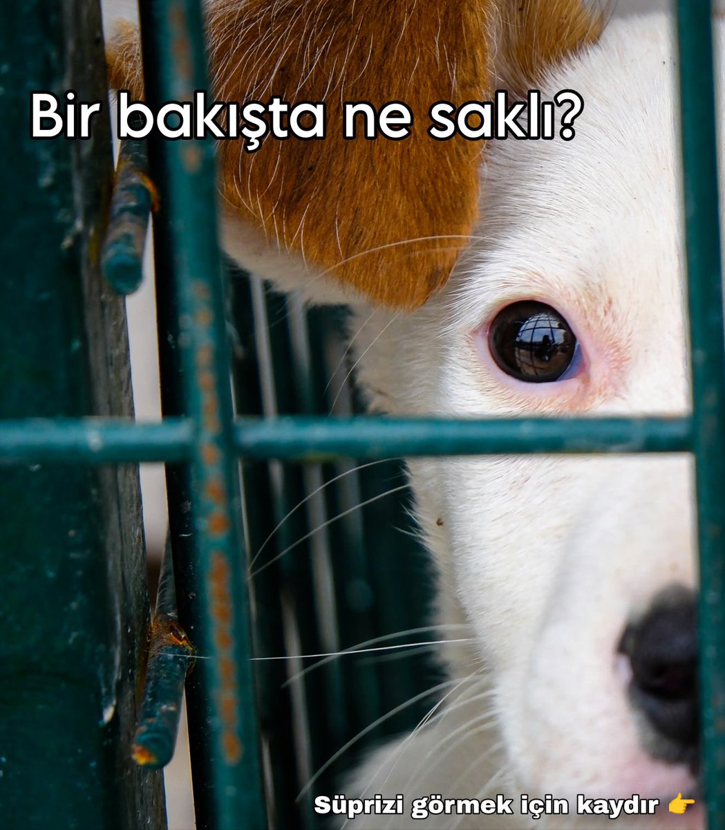 serdivanbld's tweet photo. Bazı misafirlerimiz var ki, güzellikleriyle hikayelerini kendileri anlatır... 

Tıpkı bir gözü geceyi, diğeri gökyüzünü andıran bu eşsiz dostumuz gibi. 🌌☁️

#4EkimHayvanlarıKorumaGünü https://t.co/5pfa19ivOA