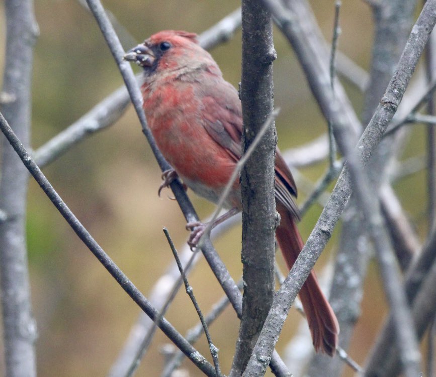 CatharineYogi's tweet photo. Hello there ! Munching on a sunflower seed, Mr Handsome shows off his ever changing feathers, heading towards that gorgeous red ❤️ #northerncardinal #birds #birdphotography #BirdTwitter #TwitterNatureCommunity #TwitterNaturePhotography ❤️ https://t.co/58O0bVi6iR