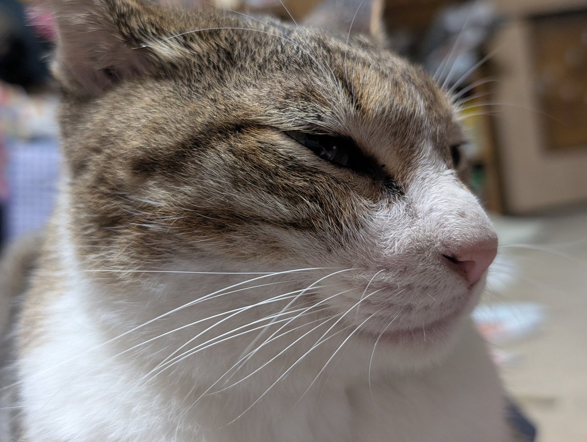 Akureirea's tweet photo. #ねこ部 https://t.co/zz9S5Fown0