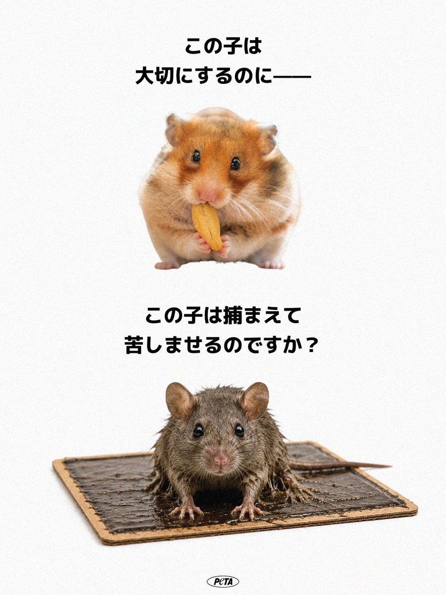 petaasia_japan's tweet photo. どちらの動物も、恐怖や痛みを感じる能力を持っています。それなのに、なぜ一方は愛され、もう一方は粘着式の罠にかけられ、じわじわと苦しみながら見殺しにされるのでしょうか？

私たちが共に暮らす動物た��に向けるのと同じ思いやり、そして尊重を、すべての動物は受けるに値します

#世界動物の日 https://t.co/VK9rHM1wfz