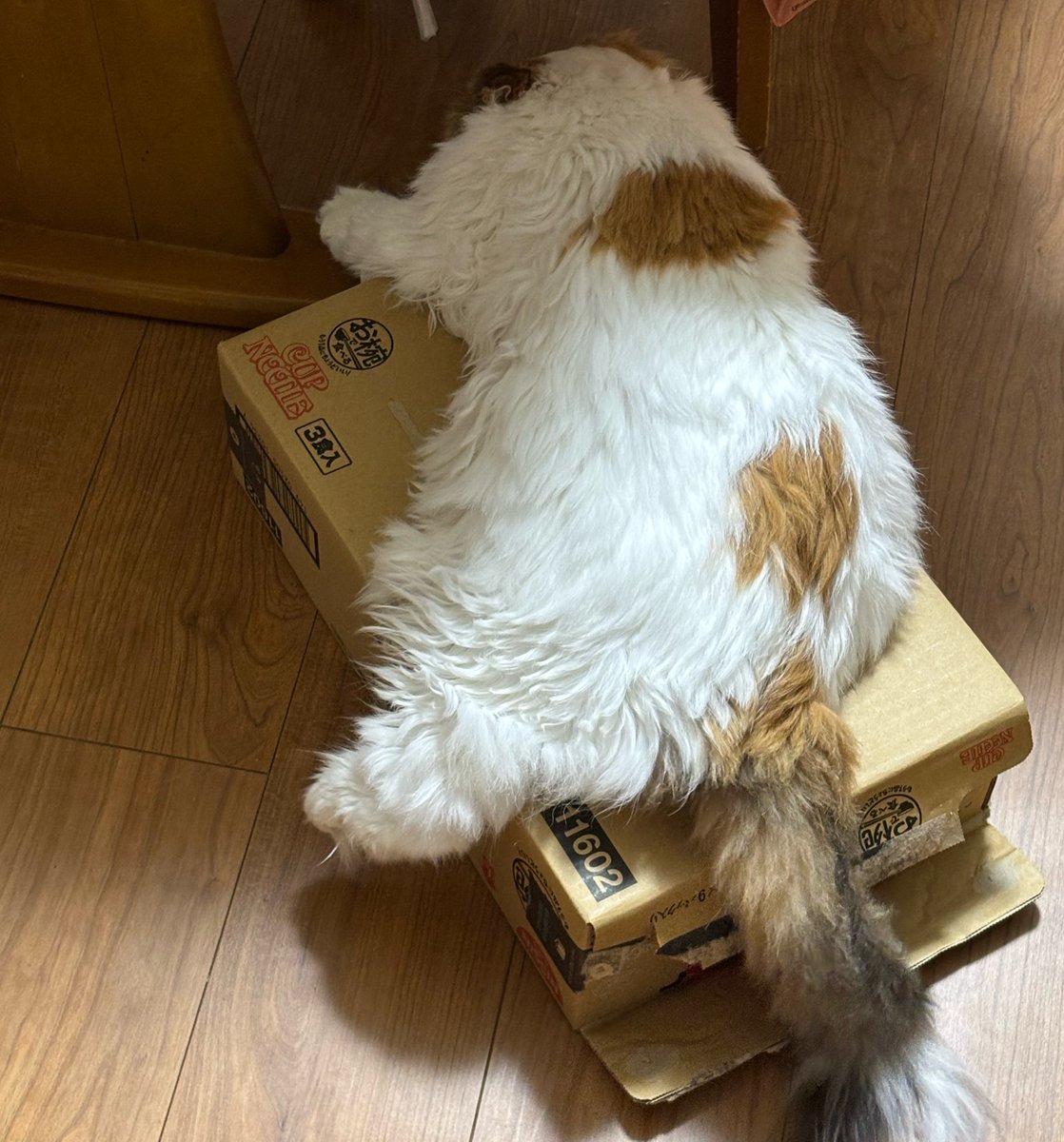 yui_a8's tweet photo. 猫ホイホイ🐱 最近は隣りの段ボールの上に
ドカッと寝てます ⟡.·  

身体はみ出てる😭 https://t.co/bfWkJViRml
