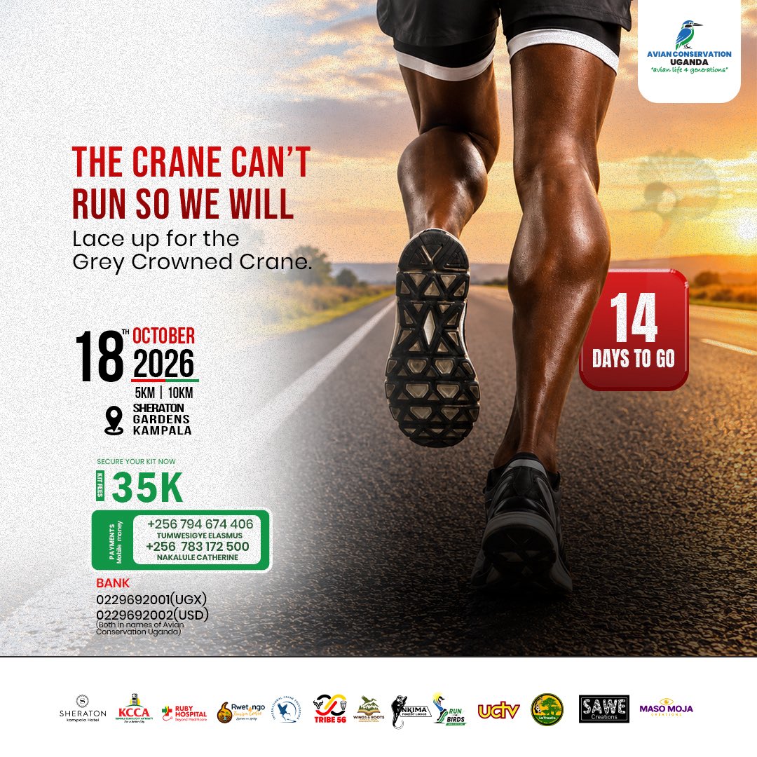 acus_uganda's tweet photo. 14 DAYS TO GO!

This Sunday, as we appreciate the beauty of creation, let’s also remember our responsibility to protect it.

In just 14 days, we lace up and run for Uganda’s iconic Grey Crowned Crane. Every step is a call to protect a species that needs us.

Get your kit at UGX 35,000 and join us on 18th October.

#RunforBirds26 #AvianConservationUganda