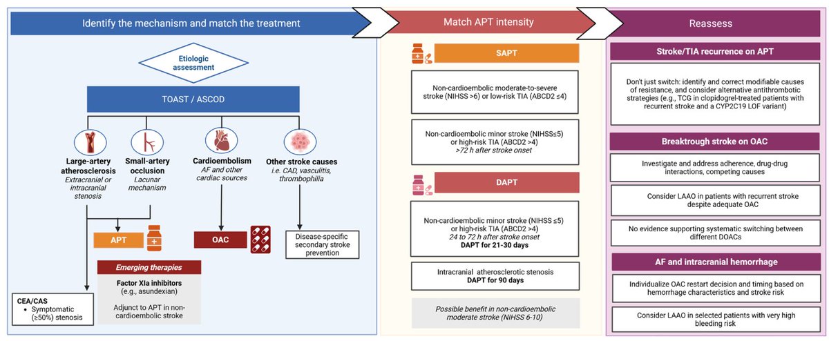 Montecoya's tweet photo. 10 Perlas clínicas sobre la terapia antitrombótica en la prevención secundaria del ictus isquémico. Basado en Antithrombotic Therapy in Secondary Stroke Prevention: 10 Clinical Pearls Every Clinician Should Know https://t.co/1IK2HTLG4k https://t.co/3WFJ0qqLRf