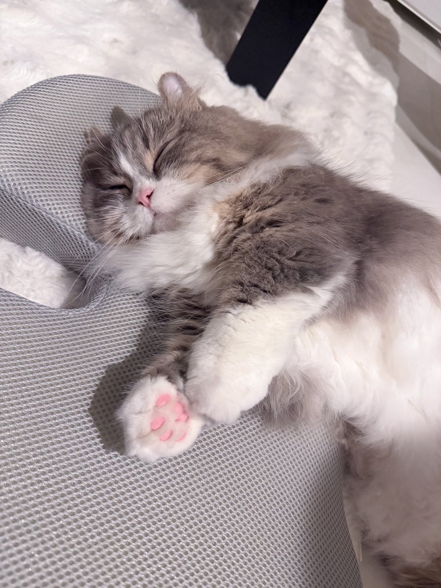 shishamo_nanoda's tweet photo. クッションの上で猫が溶けてる〜！！ https://t.co/SKQszsqLMY