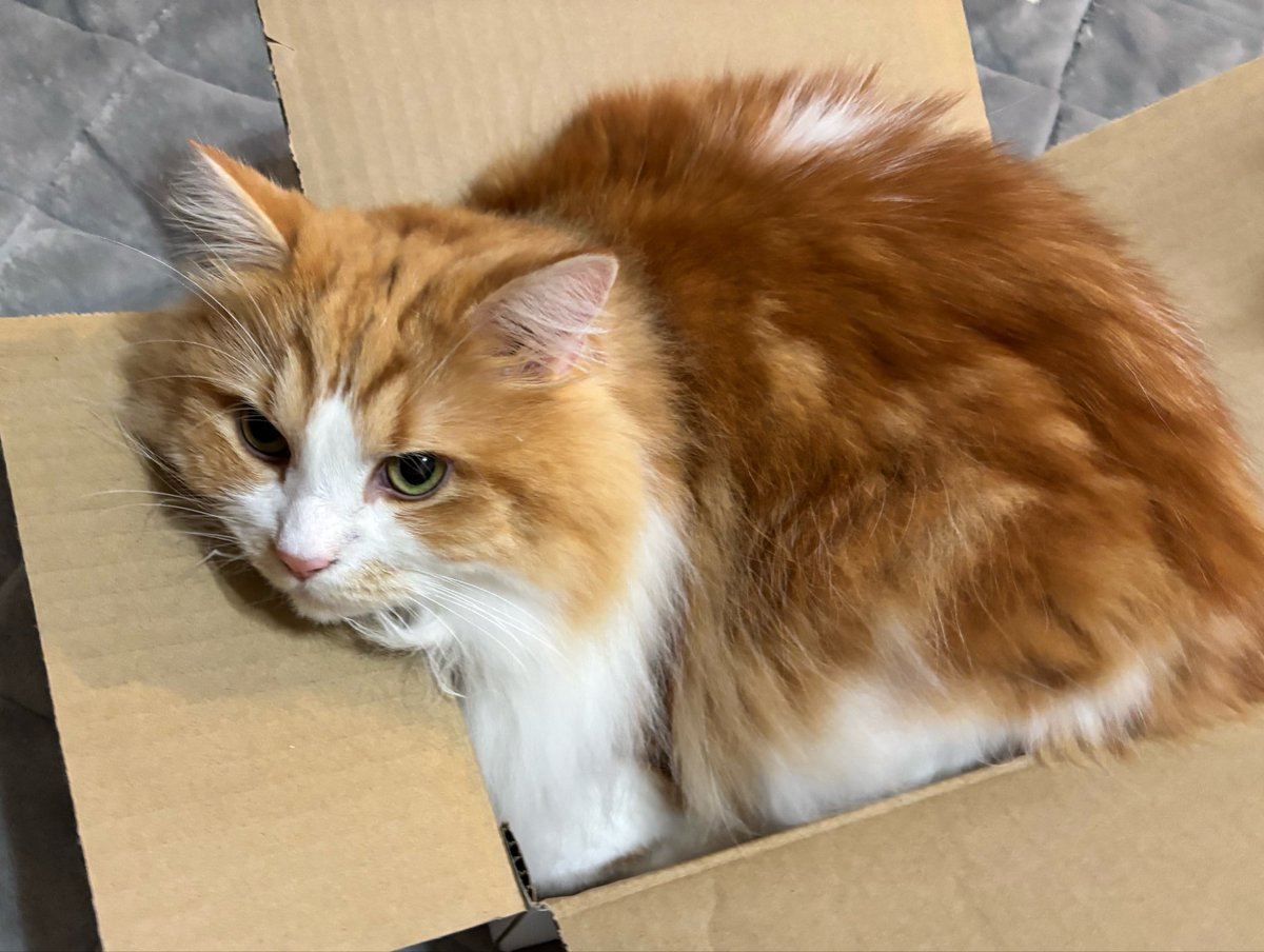 u3_sati's tweet photo. ねこって���入りがち📦 https://t.co/rhWYt6q3Bi