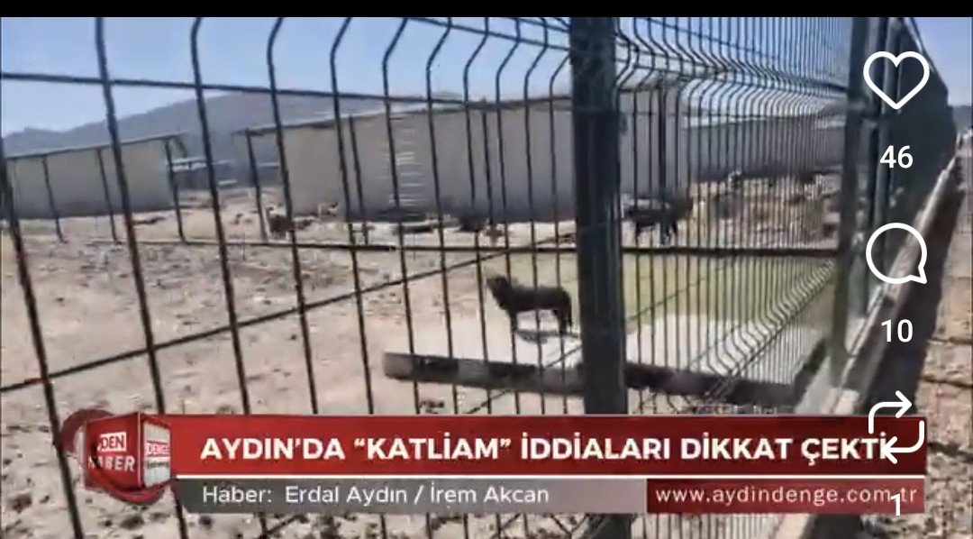 efelercanlari's tweet photo. ‼️‼️GERÇEKTEN HAYVANLARI ÇOK SEVİYORSANİZ 
KÖPEKLERİ TOPLADIĞINİZ YERİ TOPLUMA AÇIN ‼️‼️

@OZLEM_CERCIOGLU 
@aydinbsb 
Gerçekten hayvanları çok seviyorsanız, aylardır şehirden köylerden kasabalardan, dağlardan alıp  ve dağın başında topladığıniz 5000 yakın kop3k olduğu söylenen ve bir çok iddiaların olduğu aylardır kimseye almadığınız, açlıktan çok kötü durumda olan, sahipli kayıp köpeklerin akıbetini bile bilmediğiniz  doğal yaşam  alanına topluma, hayvanseverlere Açınız.....

#4EkimiKutlamıyoruz