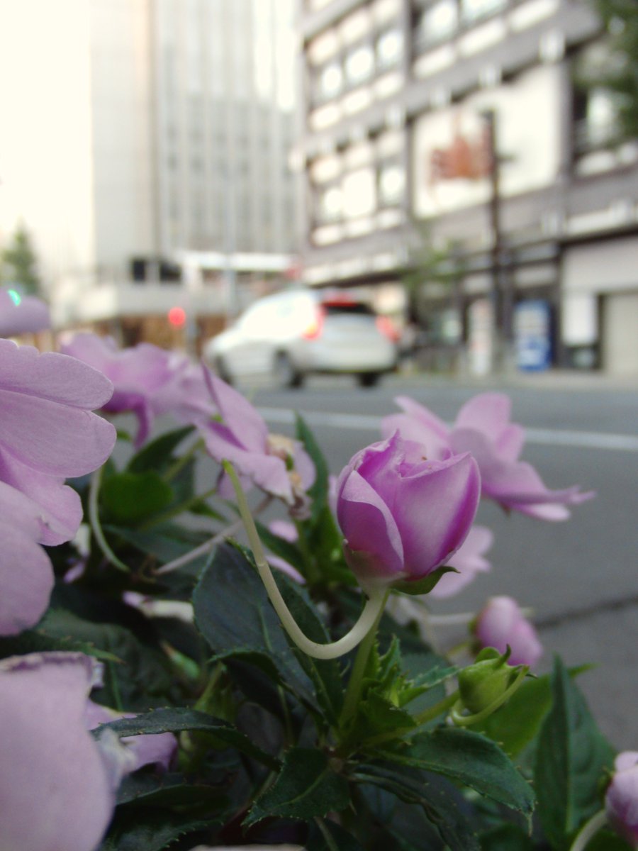 kou1983_2's tweet photo. 道庁、夕焼け、花、蟹。 https://t.co/5zVpX8iAFd