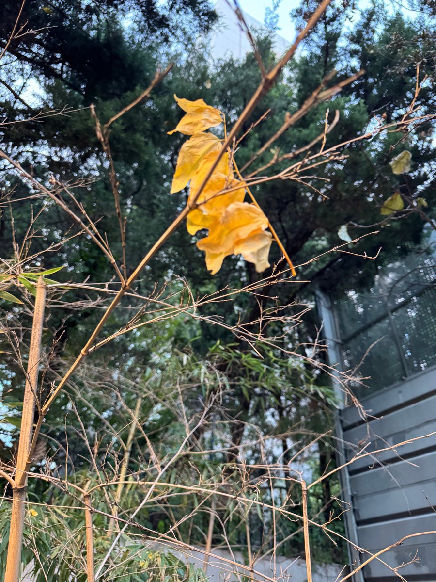 hao_runo's tweet photo. ?????? wtf??? DONT EVEN KNOW ANYMKRE 

🌹you will come and watch the performance right?
🌹autumn 🍂has arrived 
🌹if you are cold, come and see me~
🌹my body temperature is 36.5, i’ll hug you https://t.co/pBOwy7nmsW