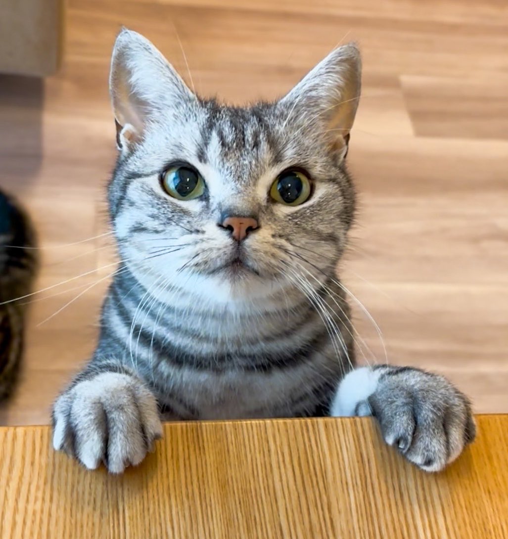 cat_anko3's tweet photo. ねこたちパパに切られた爪をまた見せに来た🤭 https://t.co/ENWj2jXyeb