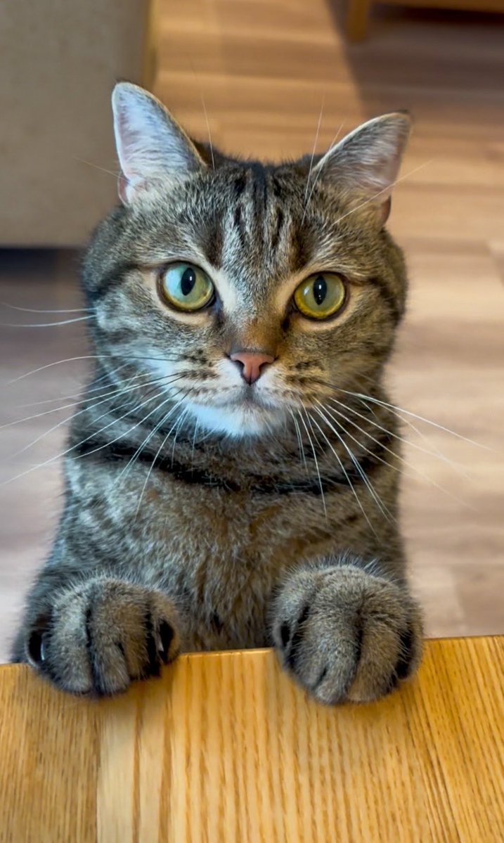 cat_anko3's tweet photo. ねこたちパパに切られた爪をまた見せに来た🤭 https://t.co/ENWj2jXyeb