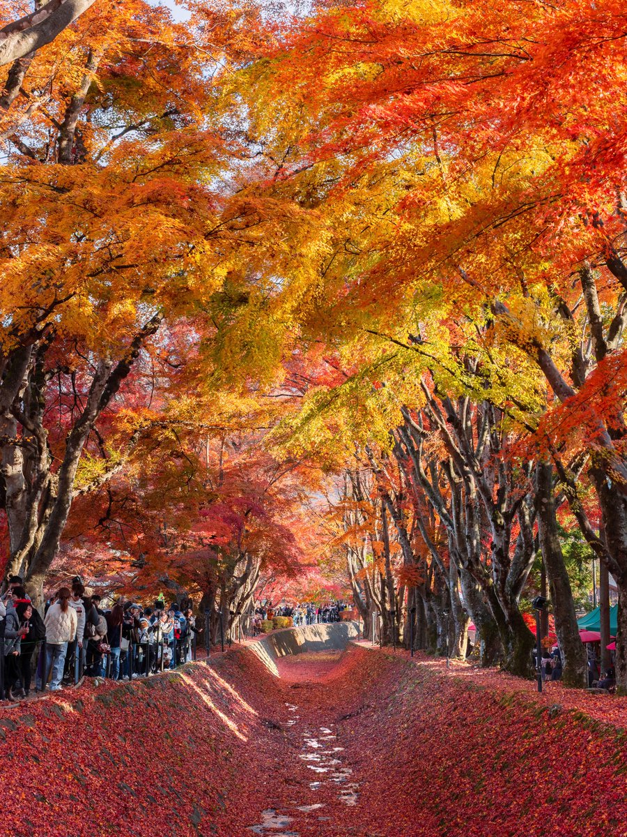3m1ek's tweet photo. 日本の秋が美しい https://t.co/1wOF3UlUMY