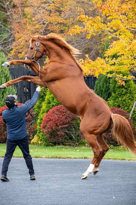 kowappa01's tweet photo. 今日はいよいよ凱旋門賞だなぁ〜😄日本馬に勝って欲しいなぁ〜🤔斤量が59.5kgなんだなぁ〜😖怪物オルフェーヴルの時は勝ったと思ったなぁ〜🤔パワーとスタミナがないとなかなか勝てレースなんだなぁ～😄23時05分楽しみだなぁ〜😄
#凱旋門賞
#メイショウタバル
#アドマイヤテラ https://t.co/pjGW1zGghx