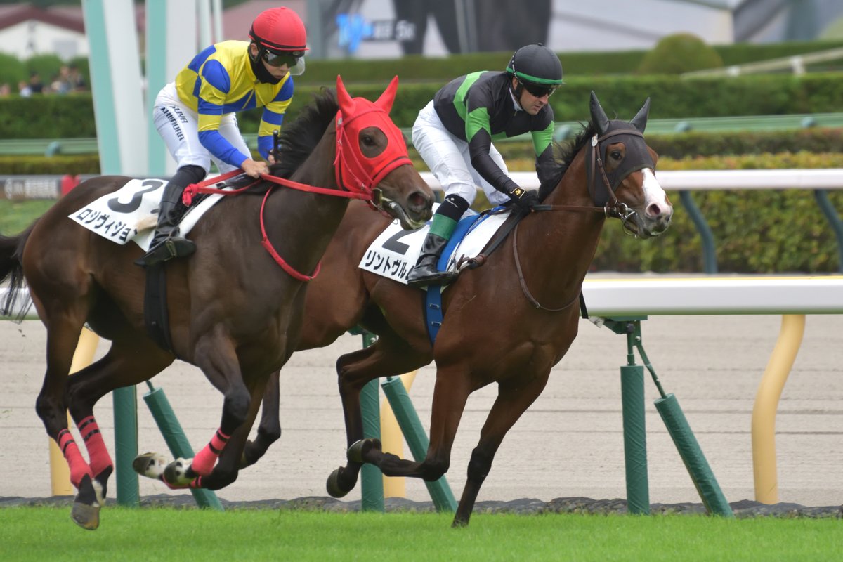 Famous_Silk's tweet photo. リントヴルム / 2歳新馬
インで動くに動けない形となり、直線を迎えた時点で万事休す。最後はこの馬なりに脚を使っているものの、超スローの展開では5着が精一杯。折り合いやスタミナ面に不安がありましたが、今日の内容なら1800くらいまでは��なせる印象で、選択肢が広がった点は大きな収穫。 https://t.co/4PqHQZcIPZ