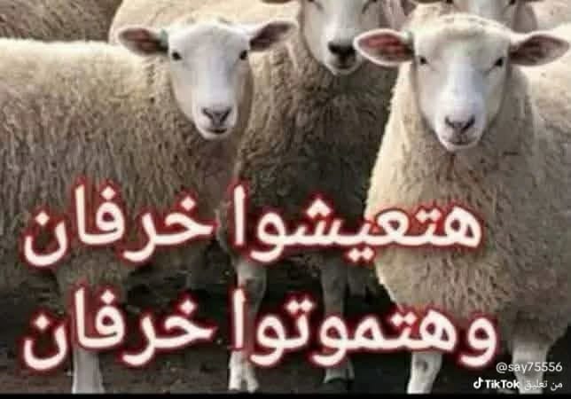 yousa6's tweet photo. @ElsharqTV https://t.co/VohcsJ0eh9