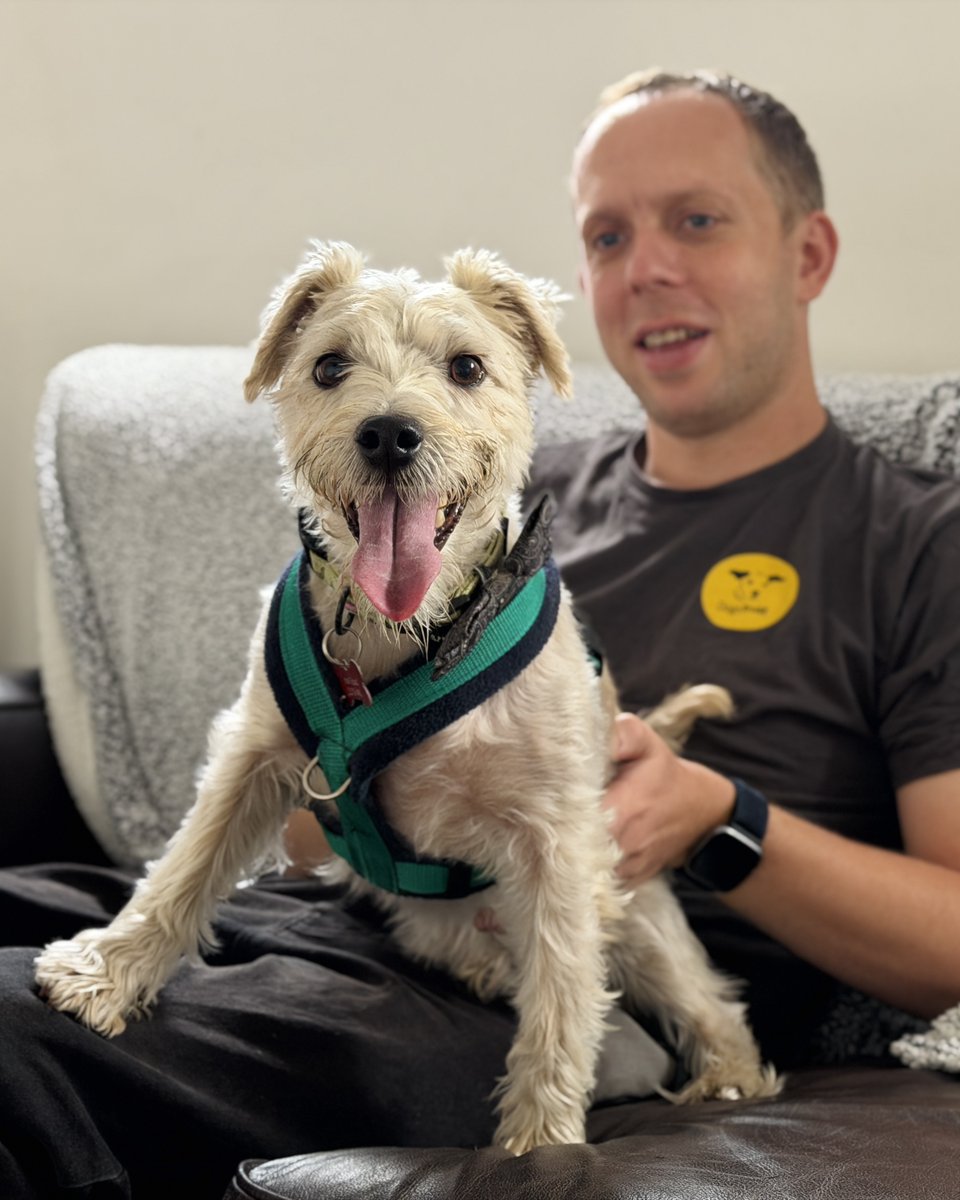 DT_Leeds's tweet photo. Who's ready for Sunday snuggles with Teddy 🙋‍♀️💜
Teddy is a gorgeous Terrier crossbred who's hoping to find his forever home! 🏡If you're looking for a snuggly sofa buddy who loves to play then make sure to add Teddy to your favourites!
Meet Teddy 👉 https://t.co/Fu9dds8YrW https://t.co/QtYPNL1qaX