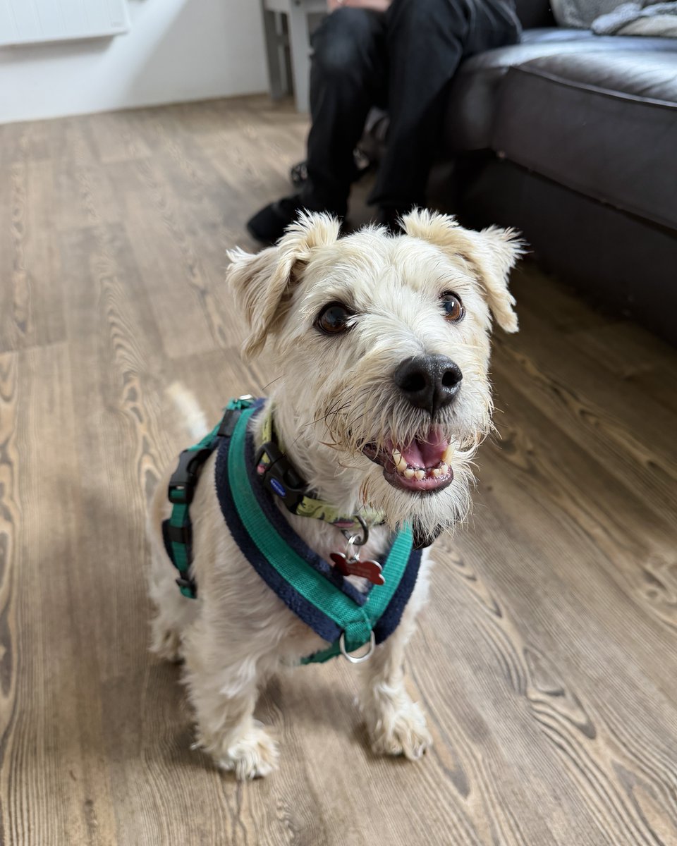 DT_Leeds's tweet photo. Who's ready for Sunday snuggles with Teddy 🙋‍♀️💜
Teddy is a gorgeous Terrier crossbred who's hoping to find his forever home! 🏡If you're looking for a snuggly sofa buddy who loves to play then make sure to add Teddy to your favourites!
Meet Teddy 👉 https://t.co/Fu9dds8YrW https://t.co/QtYPNL1qaX