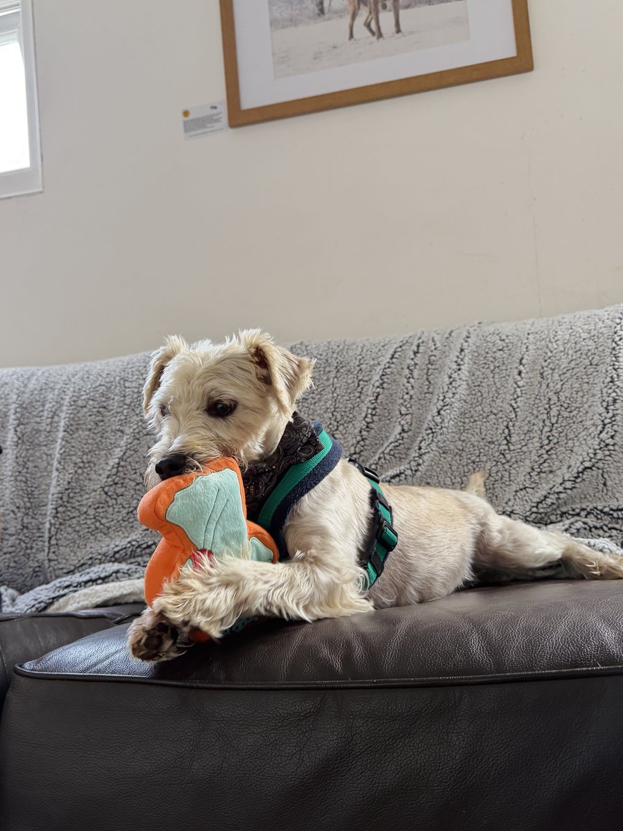 DT_Leeds's tweet photo. Who's ready for Sunday snuggles with Teddy 🙋‍♀️💜
Teddy is a gorgeous Terrier crossbred who's hoping to find his forever home! 🏡If you're looking for a snuggly sofa buddy who loves to play then make sure to add Teddy to your favourites!
Meet Teddy 👉 https://t.co/Fu9dds8YrW https://t.co/QtYPNL1qaX