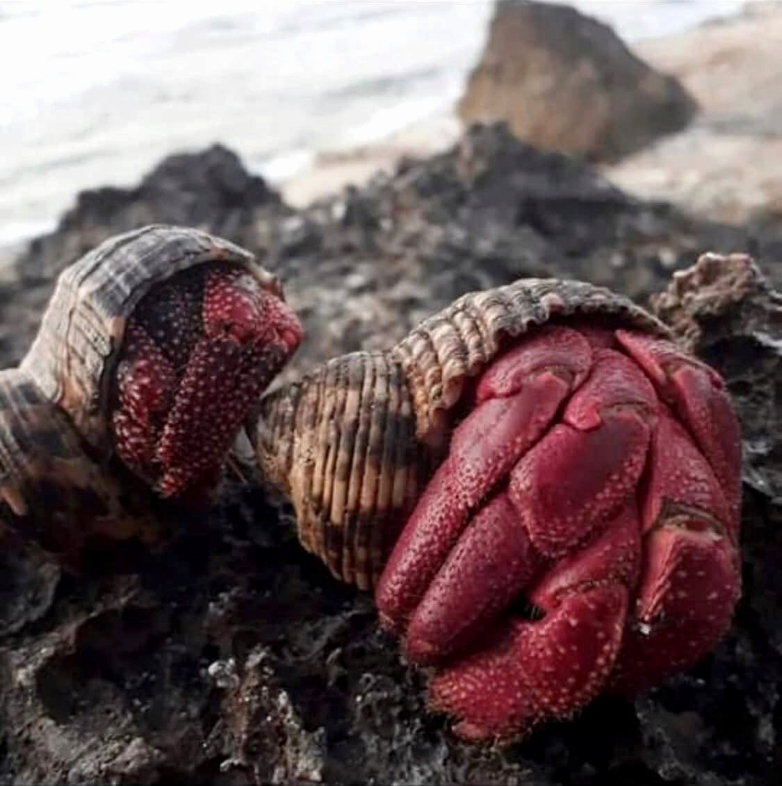 Linon_1907's tweet photo. Kelomang Merah:
Masak sampai matang jika tetap ingin dicoba, dan hindari dari pantai yang tercemar atau dekat muara limbah.

Biasanya Nelayan menggunakan sebagian umpan bukan untuk di konsumsi.
#WeekendEscape https://t.co/JIvemLC0jo