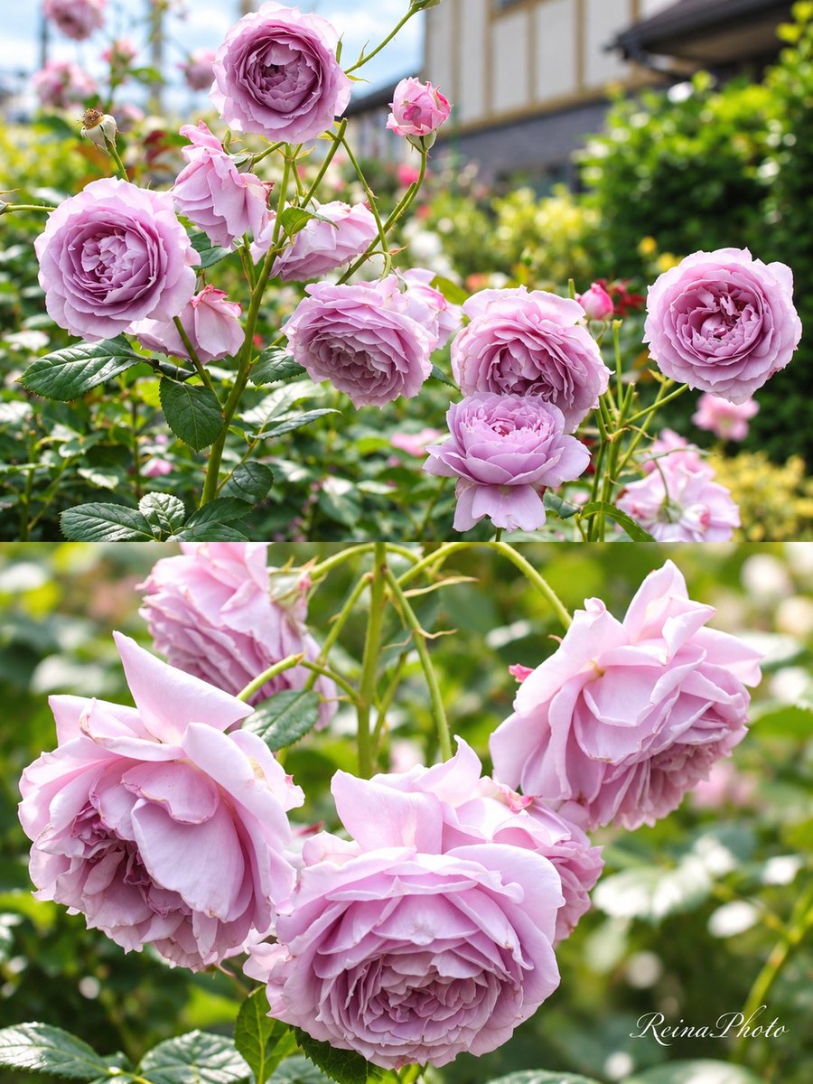 Reina_dream_s's tweet photo. 🌹🤍 Wishing you a wonderful week filled with love, happiness, and beautiful moments. 🌸🌿🌸🌿✨

📸 Reina Photo🌹 At the Rose Garden 
🌸@Reina_dream8 🌸@Reina_dream_u 
🌸@Reina_dream_s 🤍🌹🌿 https://t.co/lc5VmRJr5O