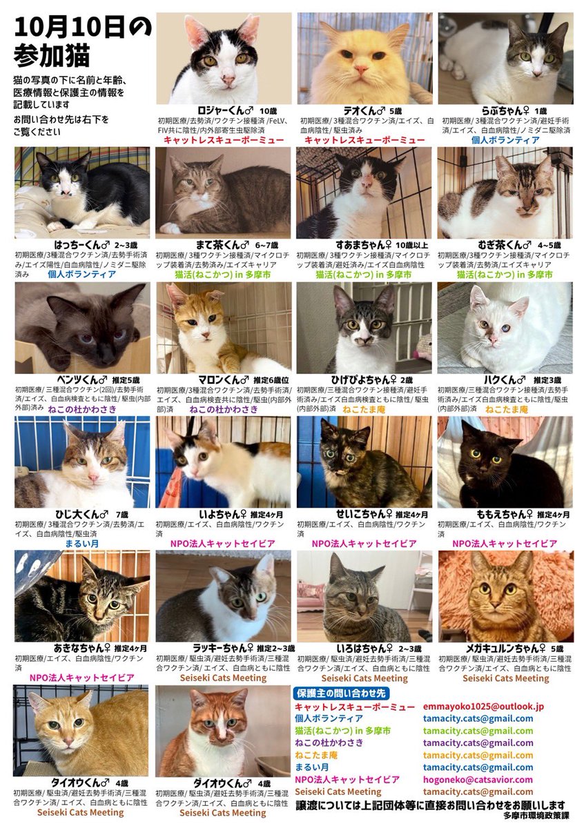 nekotamaan's tweet photo. 10/10(土)多摩市役所で
保護猫譲渡会開催します！
参加猫一覧が出ました🐈
素敵な出会いお待ちしてます🏠💫

日時：2026/10/10(土)   13:00〜16:00
場所：多摩市役所　西第３会議室（1階）
共催：多摩市内猫保護団体及び個人ボランティア https://t.co/dqweYwtjGE