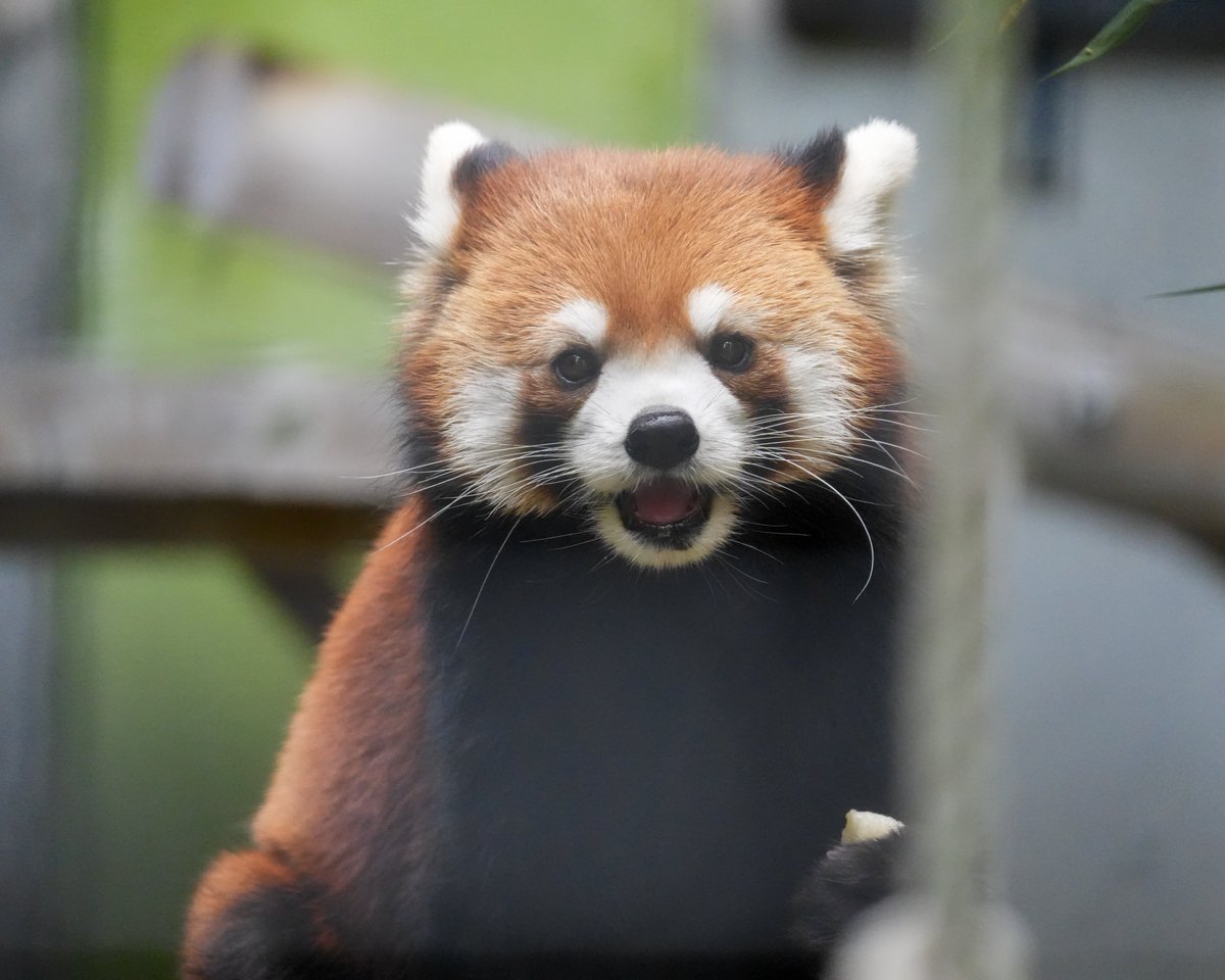tabukkoy's tweet photo. ハルマキちゃん、ごっきげーん 
(2026.9.25撮影)
#福岡市動植物園 #福岡市動物園 #レッサーパンダ #ハルマキ https://t.co/CAszDzX5Lo