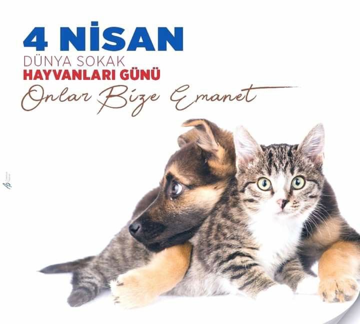 erdal_depe's tweet photo. Lütfen onları hergün hatırlayalım kış geliyor bir sıcak yuva bir kap yemek bide vurmayın lütfen 🙏 https://t.co/w2z9G4zBm5