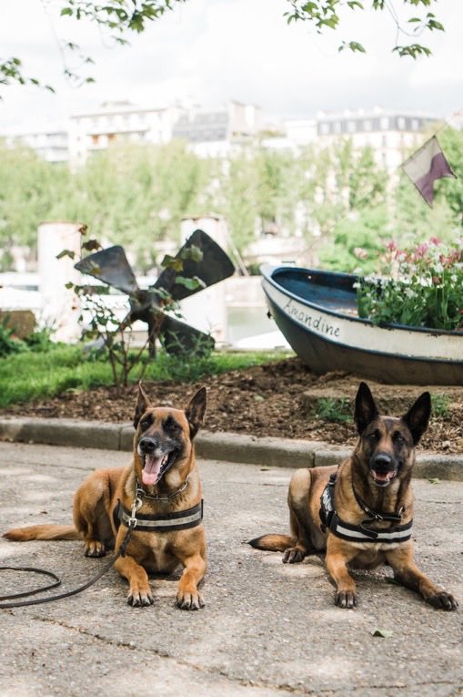 Image de Préfecture de Police - #JournéeMondialeDesAnimaux | Des coéquipiers pas comme les autres ❤️

Sur le terrain, les policiers 
