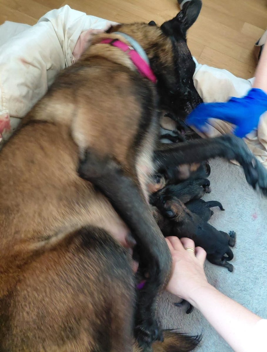 NuevaVidaAdop's tweet photo. #MADRID 
#URGENTE
Necesitamos #casadeacogida para Rosa y sus 9 bebés cruce #pastorbelgamalinois 
Si puedes ayudarnos a ayudar a esta familia perruna envíanos un correo electrónico a:  
📩 facenuevavida@gmail.com  
#acogida #ayuda #ayudanosacompartir #madrileños https://t.co/1vz1gN1F74