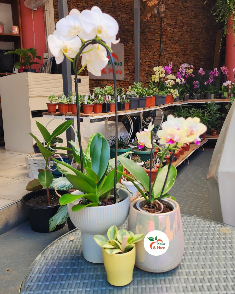 MauaAndMore's tweet photo. Adding colour with ceramic pots — the approach depends on how much colour you like.
In these pictures, we’ve used complementary colours, compatible colours, and dramatic colour opposites.
Which one works for you?
More at Maua & More. #Flowerpots #Ceramicpot #plantshop https://t.co/OlzkvL0RNX