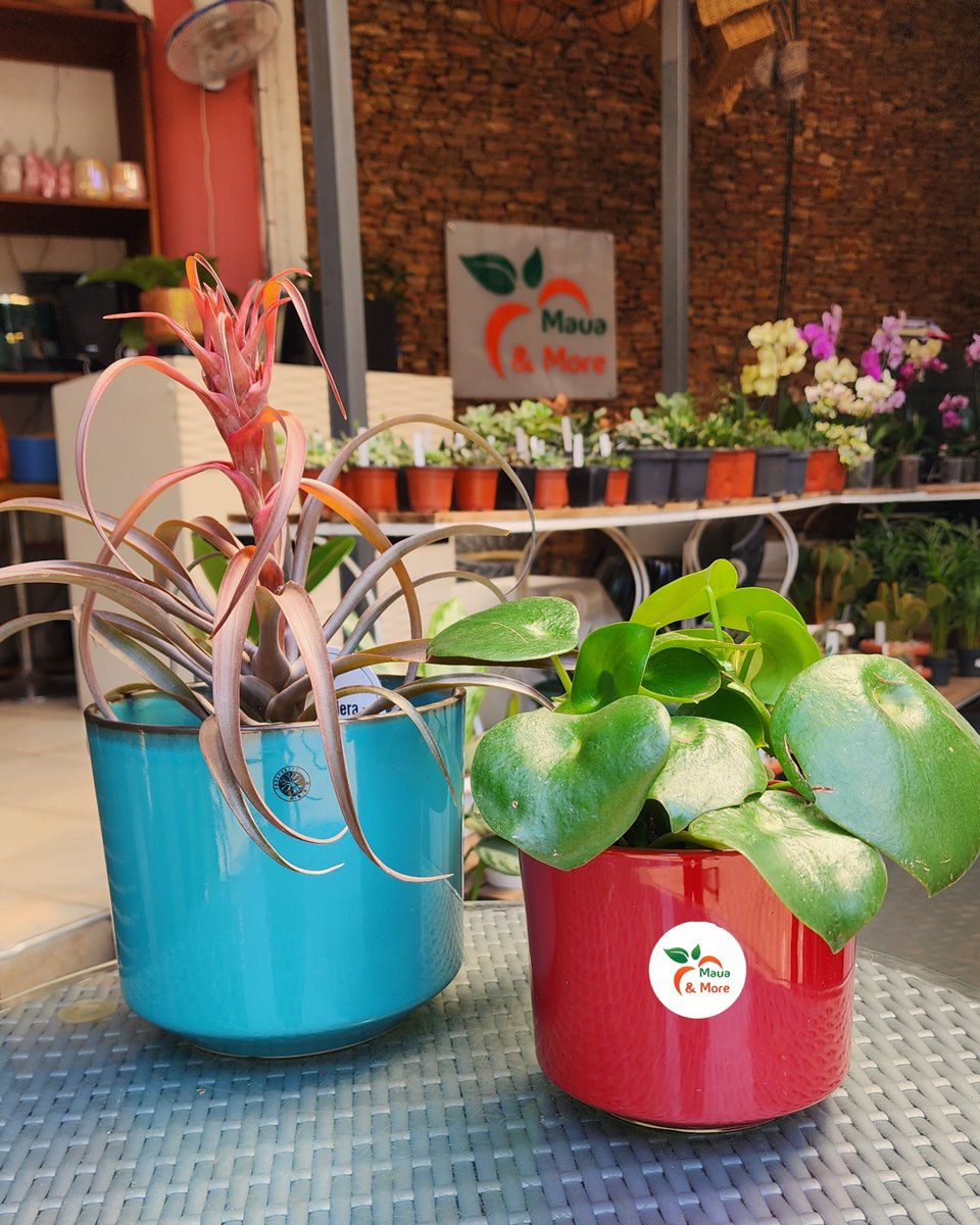 MauaAndMore's tweet photo. Adding colour with ceramic pots — the approach depends on how much colour you like.
In these pictures, we’ve used complementary colours, compatible colours, and dramatic colour opposites.
Which one works for you?
More at Maua & More. #Flowerpots #Ceramicpot #plantshop https://t.co/OlzkvL0RNX