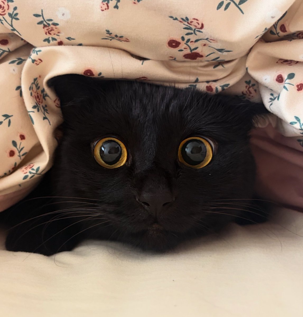 uni_kuroneko's tweet photo. お布団から出たくない。

#黒猫 https://t.co/Z20vQEJybt