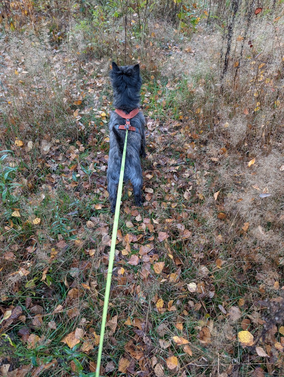 ASalvadorini's tweet photo. Today with Vikke we explored a new area ... any walk is a new adventure now! 
I know because I could see it on #vikkeland :

https://t.co/kZQs8G0dVh

#dog #dogs #ourdoor https://t.co/DAKYWiM22P