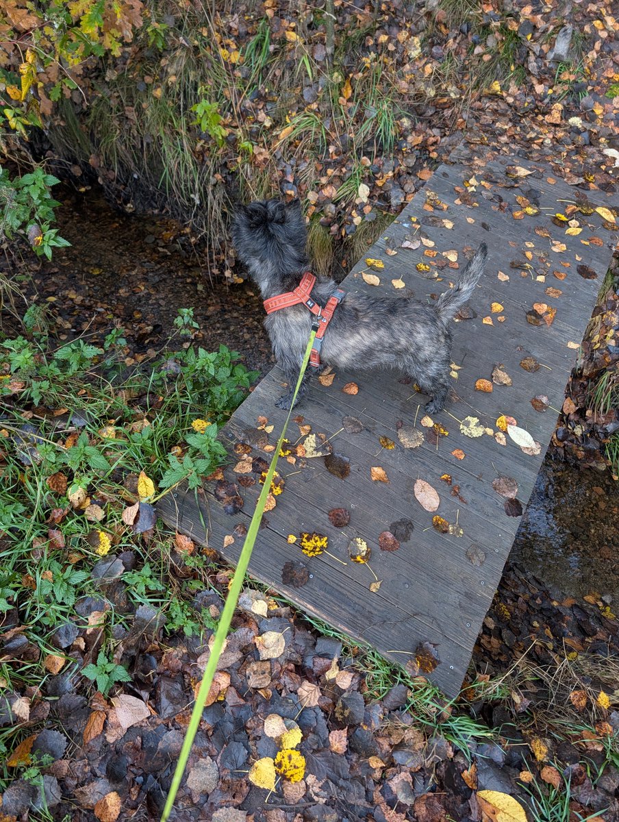 ASalvadorini's tweet photo. Today with Vikke we explored a new area ... any walk is a new adventure now! 
I know because I could see it on #vikkeland :

https://t.co/kZQs8G0dVh

#dog #dogs #ourdoor https://t.co/DAKYWiM22P