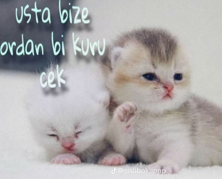 tayguntb's tweet photo. Bir kamu kedisi seçme sinavi daha bitmistir kalanlara başarılar https://t.co/c51ZXuXKrr