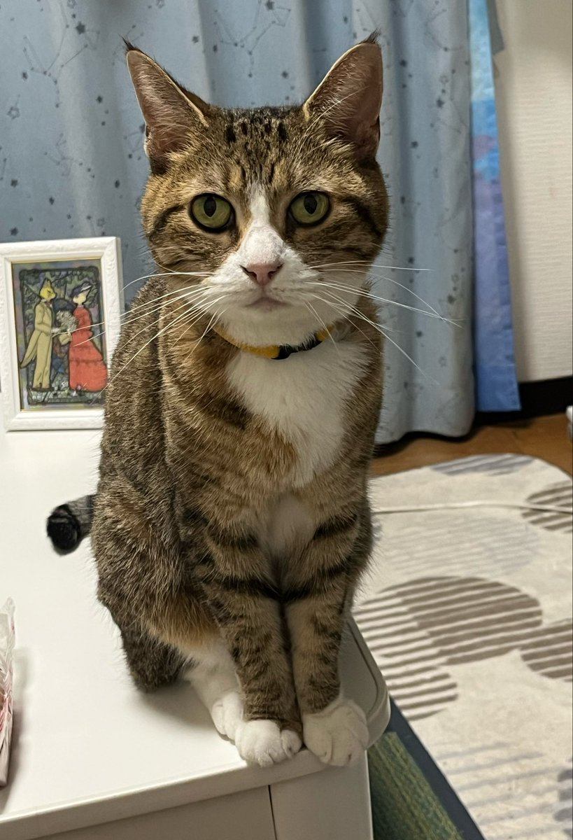 7toki634's tweet photo. #猫のいる暮らし https://t.co/6OfUSrQASq
