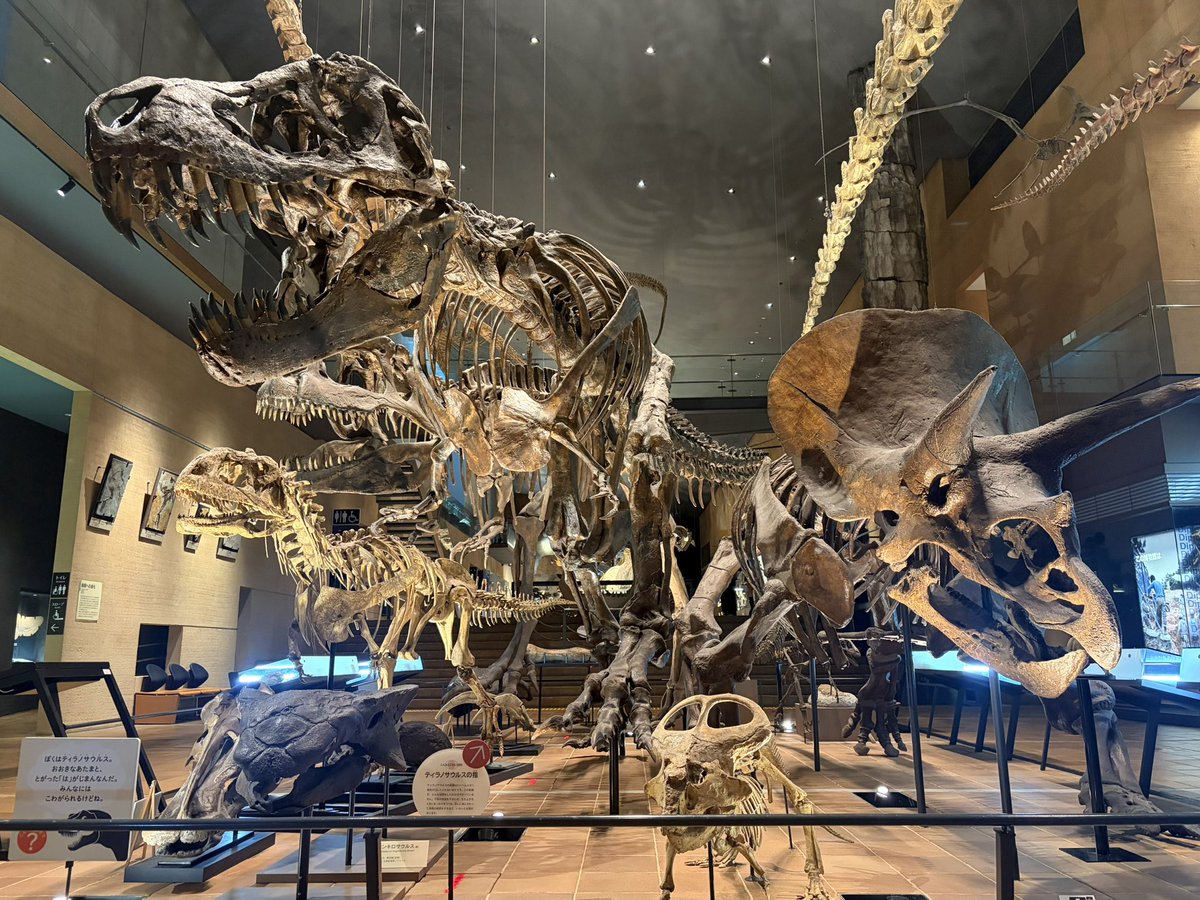 KasekiHorisaurs's tweet photo. #北九州市立いのちのたび博物館
に行ってきました🦖🦕💨

満足度高すぎてヤバかった😂😂😂
予想の50倍は行く価値あった！

・最大の推しギガノトサウルス🥰
・世界最大のティラノサウルス「スー」🦖
・泳ぐスピノサウルス
※キャストはシカゴ大学の厚意による🙇‍♂️ https://t.co/onveZbooKF