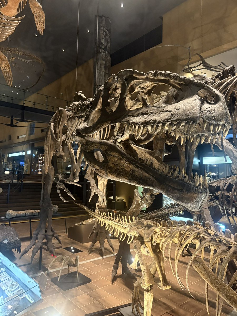KasekiHorisaurs's tweet photo. #北九州市立いのちのたび博物館
に行ってきました🦖🦕💨

満足度高すぎてヤバかった😂😂😂
予想の50倍は行く価値あった！

・最大の推しギガノトサウルス🥰
・世界最大のティラノサウルス「スー」🦖
・泳ぐスピノサウルス
※キャストはシカゴ大学の厚意による🙇‍♂️ https://t.co/onveZbooKF