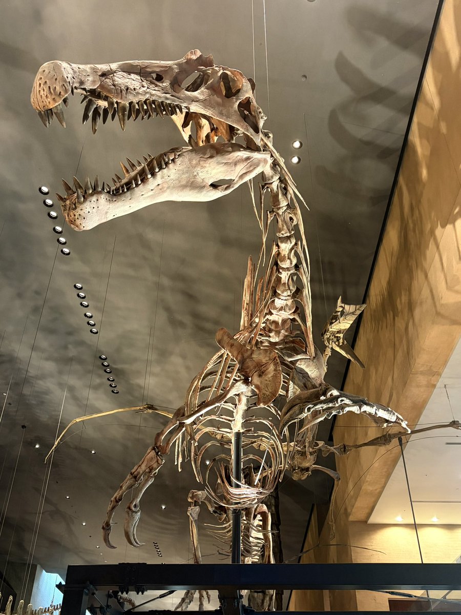 KasekiHorisaurs's tweet photo. #北九州市立いのちのたび博物館
に行ってきました🦖🦕💨

満足度高すぎてヤバかった😂😂😂
予想の50倍は行く価値あった！

・最大の推しギガノトサウルス🥰
・世界最大のティラノサウルス「スー」🦖
・泳ぐスピノサウルス
※キャストはシカゴ大学の厚意による🙇‍♂️ https://t.co/onveZbooKF