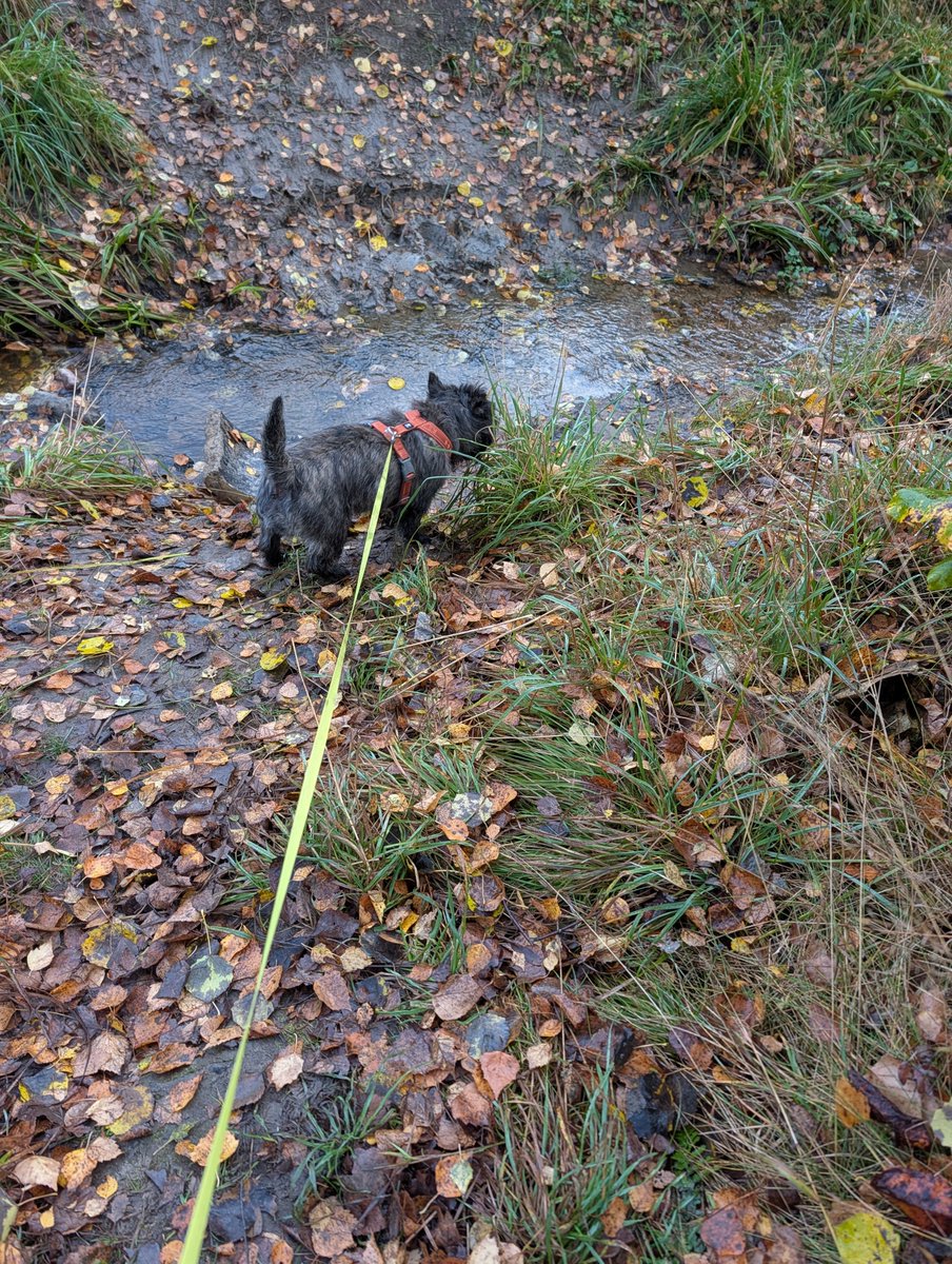 ASalvadorini's tweet photo. Today with Vikke we explored a new area ... any walk is a new adventure now! 
I know because I could see it on #vikkeland :

https://t.co/kZQs8G0dVh

#dog #dogs #ourdoor https://t.co/DAKYWiM22P