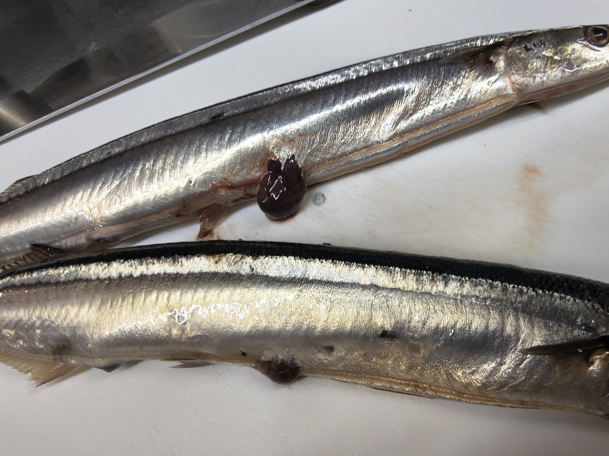 foccil2's tweet photo. マジでブチ切れそう
キロ3600円に送料までつけてこれってどうなん…
今秋刀魚高いのはわかるけど、キロ36って活け締めカンパチとかハタ並みかそれ以上だからね？
それでこんなクオリティの物出されちゃちょっとやってらんねえよ。 https://t.co/ITKWTKhcKP
