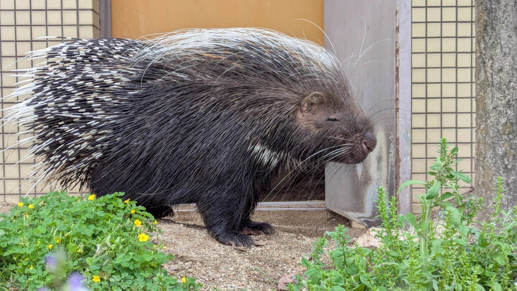 熊本 市 動 植物園