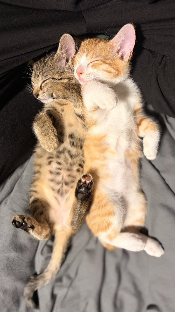 guruo__'s tweet photo. 人間を枕にして寝ている子猫さんたち https://t.co/GXql6Dxnip