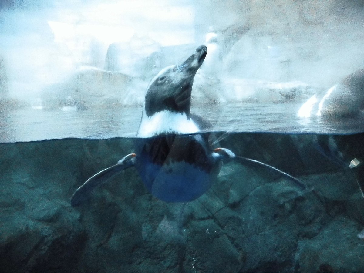 hozuki_17's tweet photo. 🐟🐟🪼🐧
#instax #チェキ #instaxminiEvo https://t.co/CpfSXXs0TP