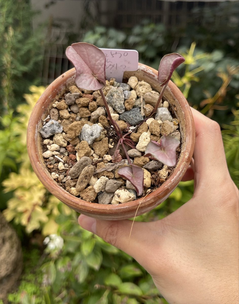 Dovb295573's tweet photo. コウムの葉、淡いピンクが素敵
Cyclamen coum
#cyclamen #シクラメン https://t.co/jBElUriD5T