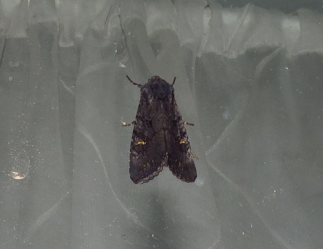 angegarrod's tweet photo. 2 each of
Barred Sallow (NFY)
Black Rustic (NFY)
Red Green Carpet

#leps #moths #teammoth #mothsmatter #insects #autumnwatch #springwatch #wildlife https://t.co/r9tmjNAJxk