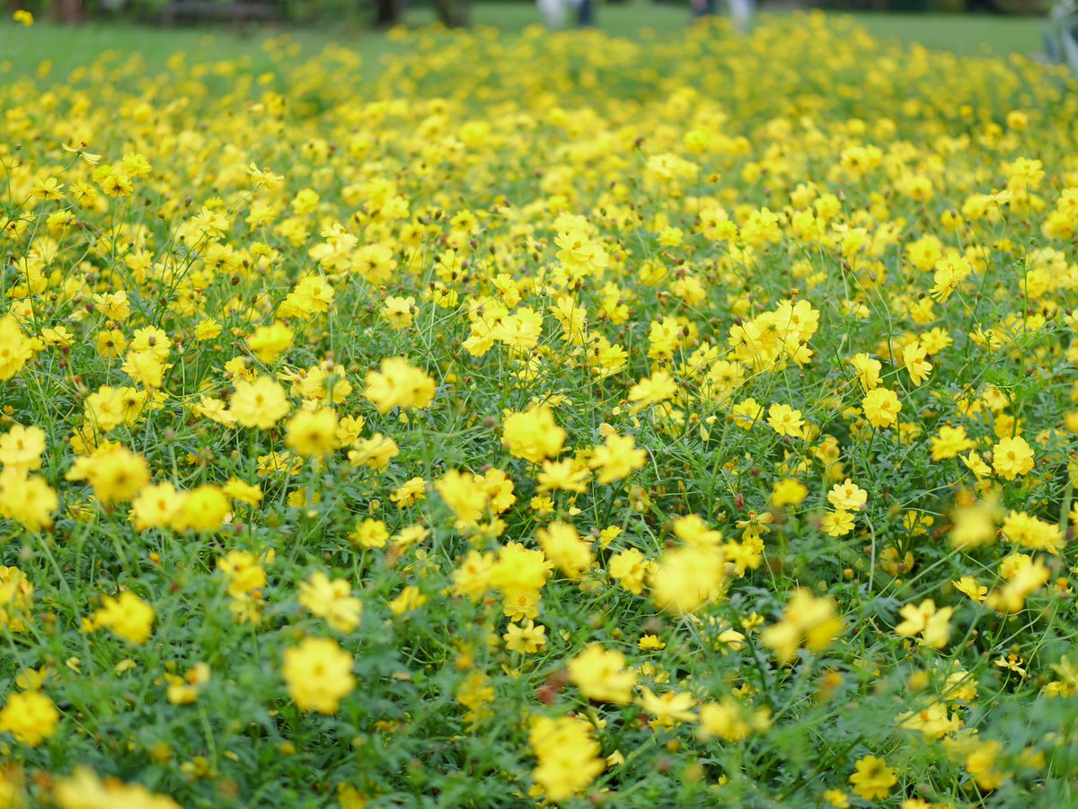 sakurarev0725's tweet photo. 若干グルグルのキバナコスモス @浜離宮
#ファインダー越しの世界
#写真好きな人と繋がりたい
#キリトリセカイ #G9II #LUMIX #g9m2 #g9pro2 https://t.co/f64ZJHW9xW