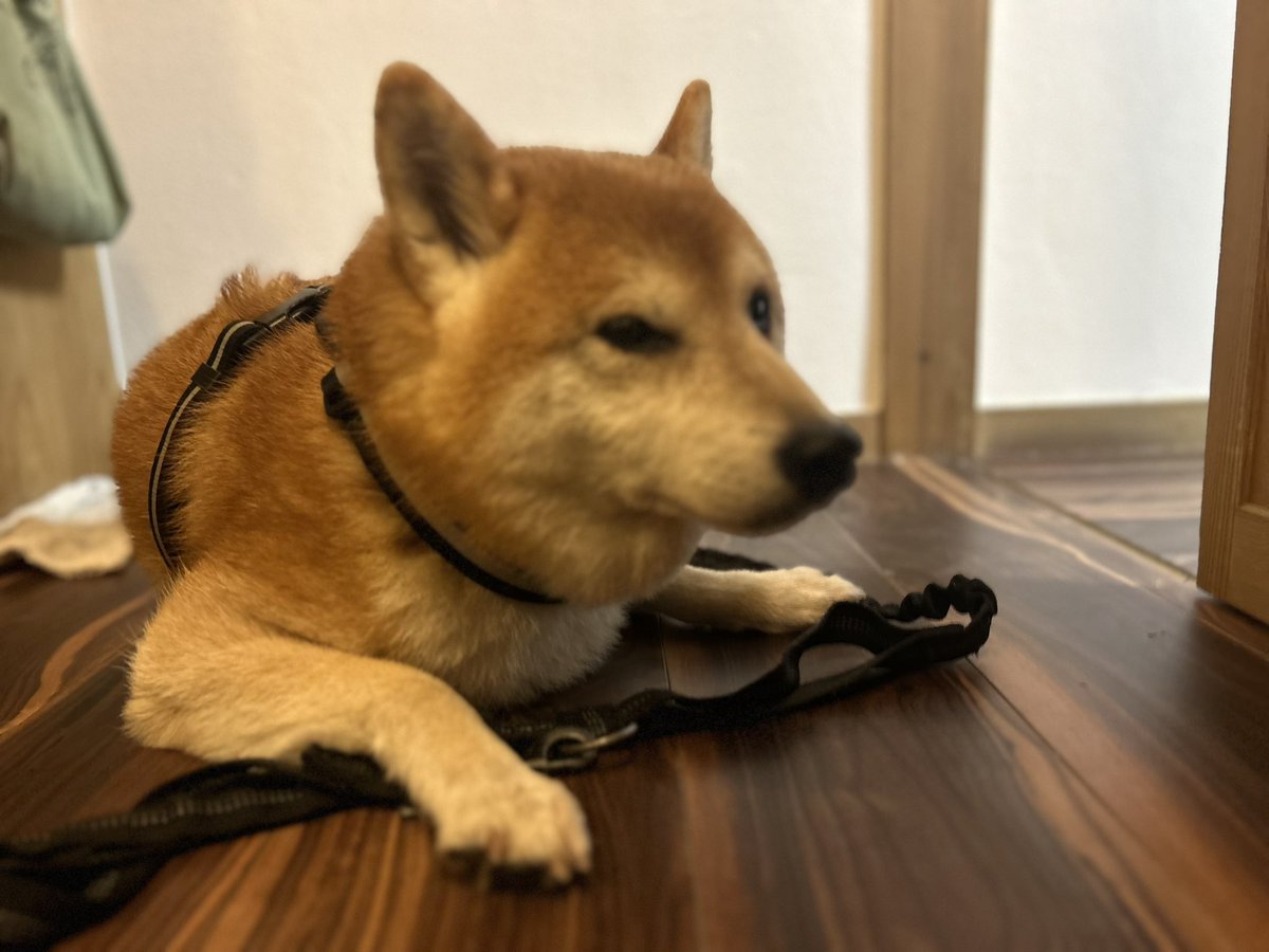 omattiwan's tweet photo. 久しぶりにのワンちゃん。
元旦に生まれたから、ガンタくん。 https://t.co/jYD2TUJYgR