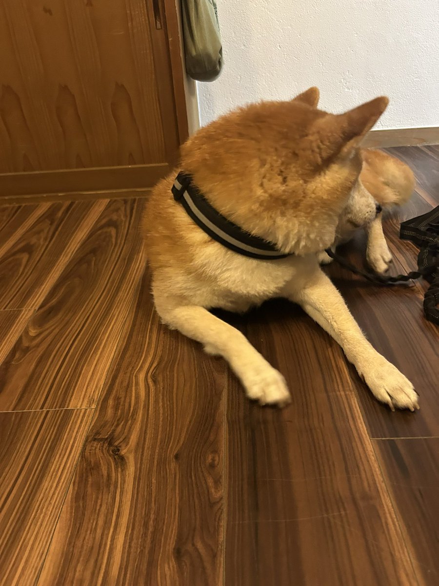 omattiwan's tweet photo. 久しぶりにのワンちゃん。
元旦に生まれたから、ガンタくん。 https://t.co/jYD2TUJYgR