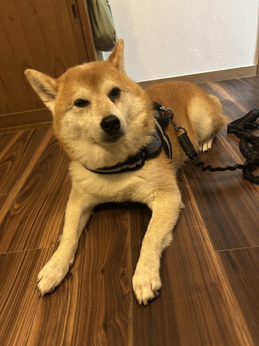 omattiwan's tweet photo. 久しぶりにのワンちゃん。
元旦に生まれたから、ガンタくん。 https://t.co/jYD2TUJYgR
